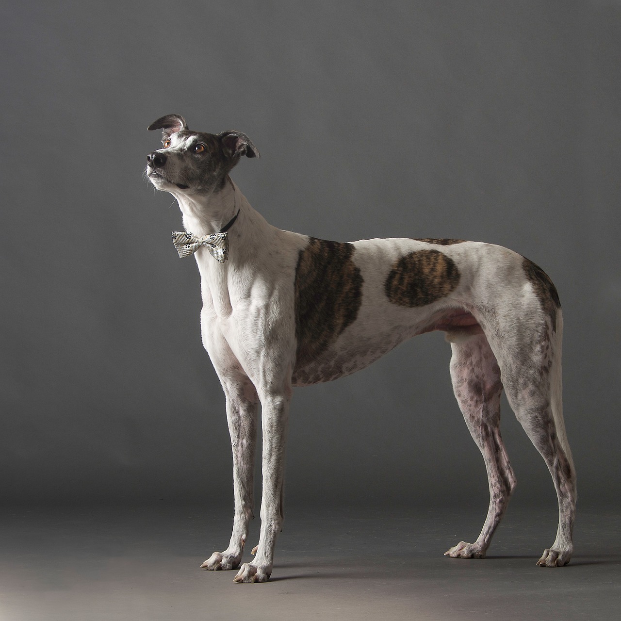 The Unique Traits of the Italian Greyhound